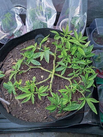 Purple Plum Perfect 💜 & 2 Grape Runtz 🍇 Mainlining garden.  — vegetative, day 132