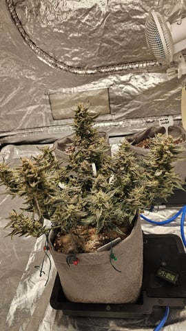 Jelousy Fast(Photo) & Ultra Voilet (Auto) — flower, day 35