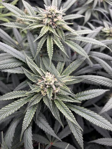 Pink Passion Fruit — flower, day 80