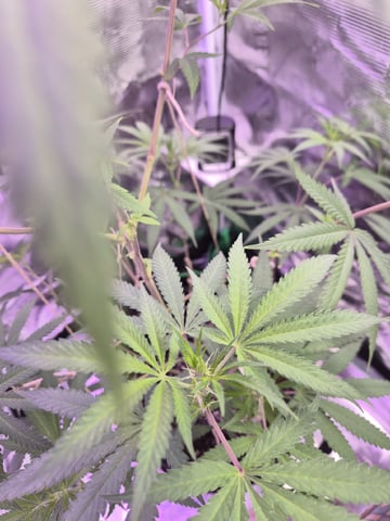 Kalini Asia Auto  — flower, day 23