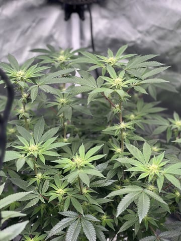 1st Ever Grow (Fat Bastard)(RDWC)  — flower, day 123