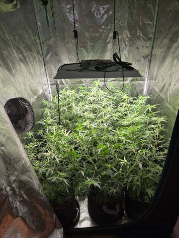 Blue Dream Clones — vegetative, day 45