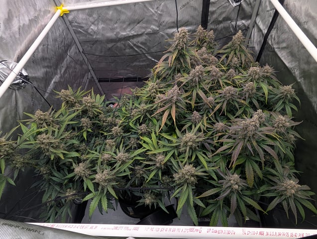 Grow #4 — flower, day 80
