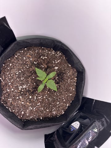 My First Grow