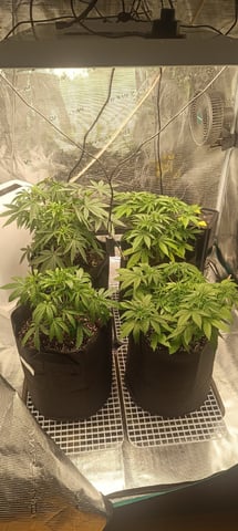 First Time Growing  — vegetative, day 29