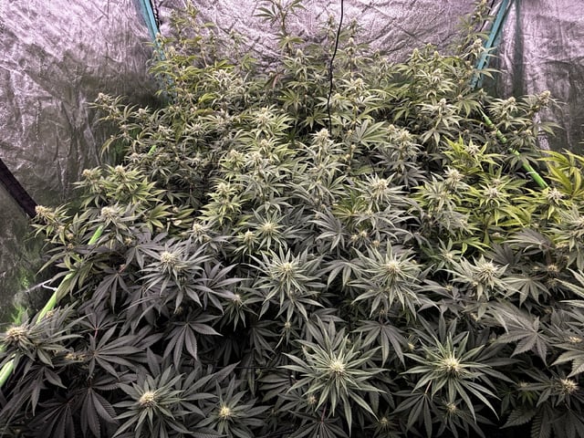 PKB remix/PotG — flower, day 98