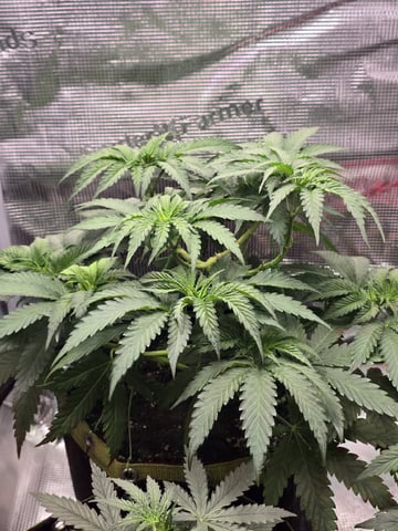 mc nuggets r1 — vegetative, day 40