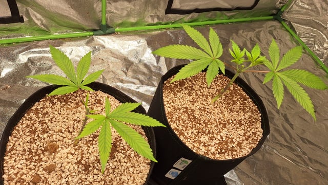 Gorilla Girl Autopot — vegetative, day 48