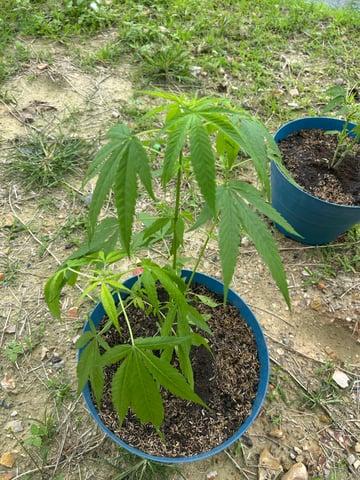 Flora — grow_setup, day 5