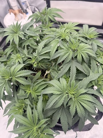 BloodMoon Gelato — flower, day 62