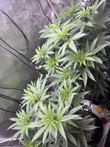 northern lights — flower, day 53