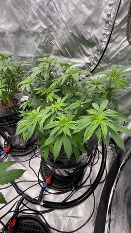 1st Ever Grow (Fat Bastard)(RDWC)  — flower, day 104