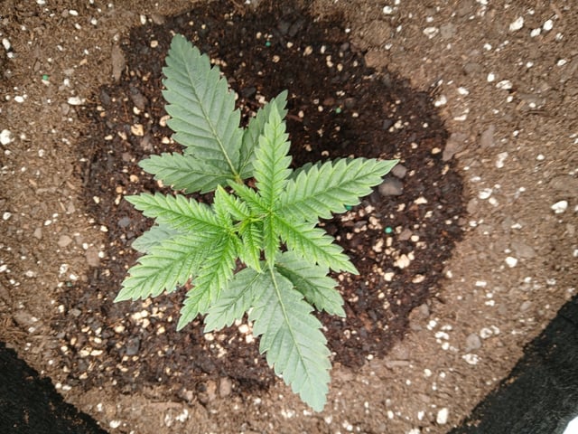 fruity pebbles, cap junky — vegetative, day 26