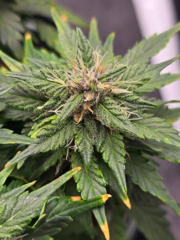 Fast Buds - Purp Lemonade — flower, day 47