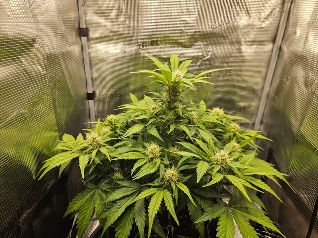 Mimosa Bruce Banner XL — flower, day 50