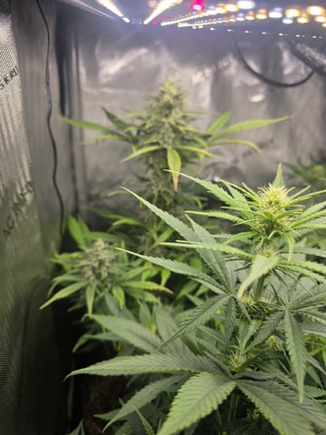 Coco Grow — vegetative, day 62