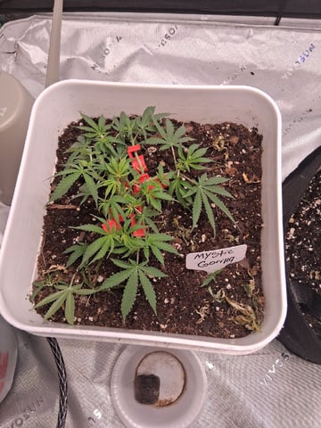 Mystic Gorilla — vegetative, day 20