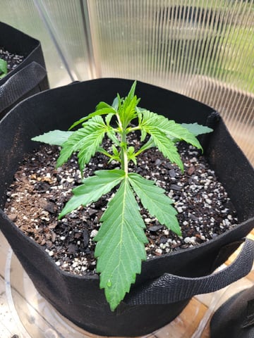 Watermelon Auto — vegetative, day 20