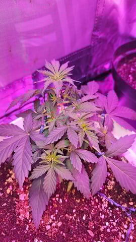 first grow adventure  — vegetative, day 30