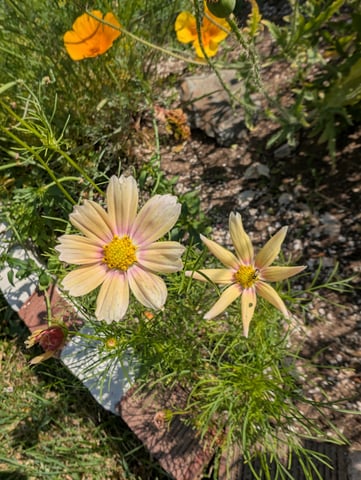 See what grows — vegetative, day 123