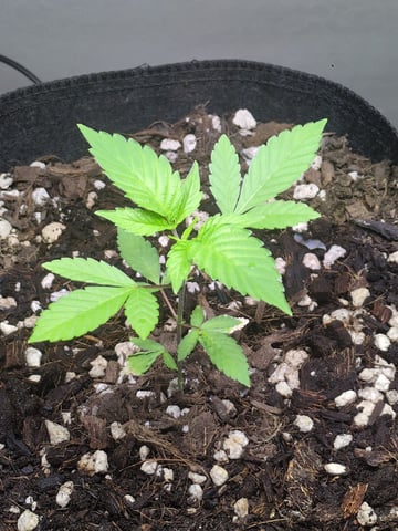 Audrey III — vegetative, day 43