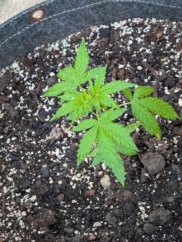 Gorilla Cookies Auto — seedling_rooting, day 20