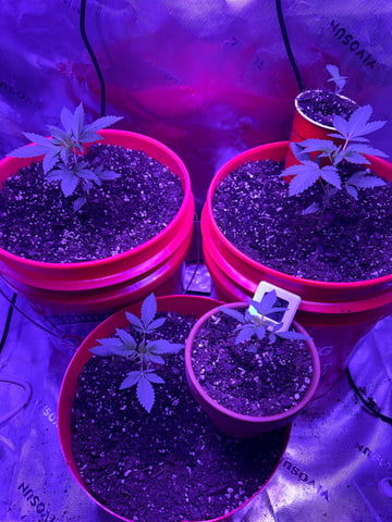 Archived Grow — none, day 2