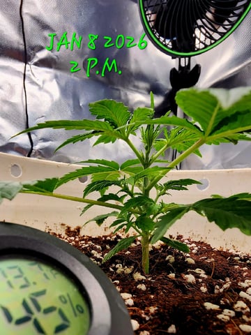 Dos Si Dos. Indica — vegetative, day 14