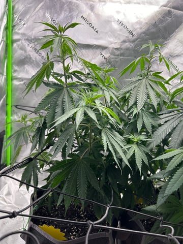 First Ever Grow GT — flower, day 77
