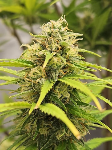 Gorilla Z auto — flower, day 91