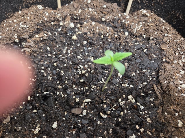 Mystety A — grow_setup, day 5