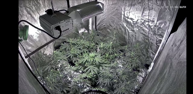 3rd Auto Grow — flower, day 58