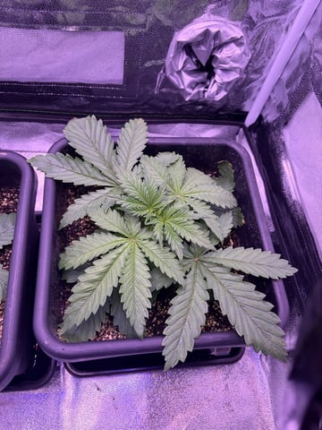 Cookies Haze — vegetative, day 25