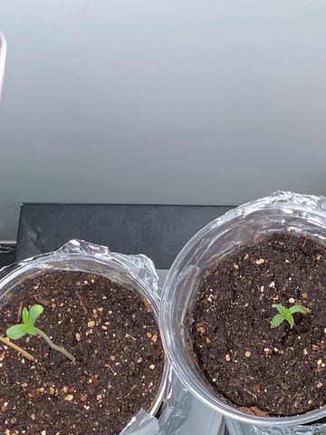 My First Grow — seedling_rooting, day 6