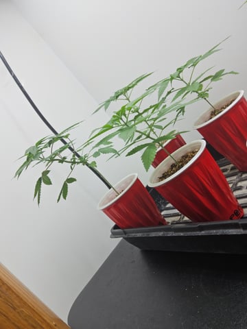 1st Time Coco Grow — seedling_rooting, day 15