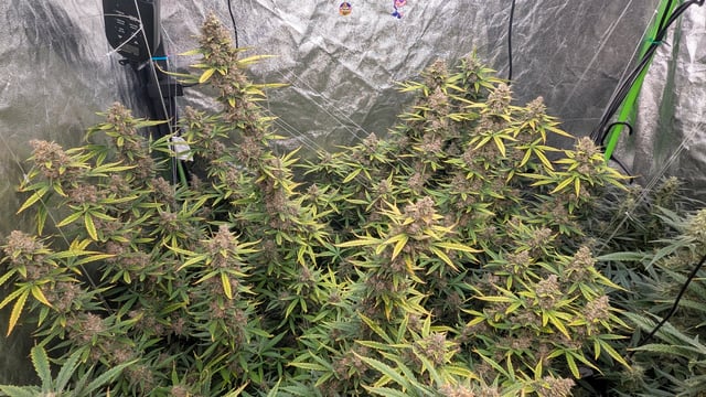 Strawberry Cheesecake Seedsman Seeds Autoflowers x2 — flower, day 93