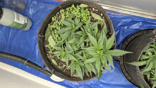 mephisto winter 2026 — flower, day 34