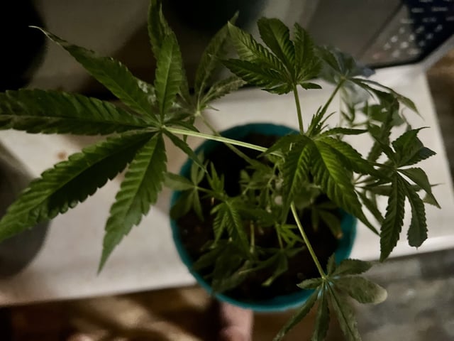 White Widow Auto — flower, day 44
