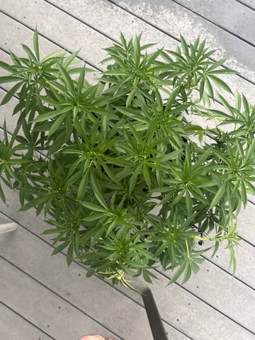 Wedding cake & Indoor Wedding Cake Clones — flower, day 1