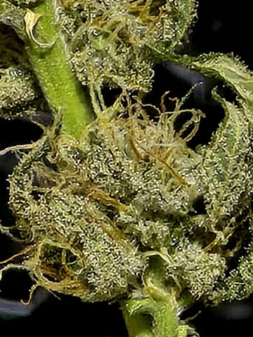 Dirty Bird - Thousand Island Fem & Platinum Kush Breath Remix x Grape Cakehead Fem Photo  — flower, day 107