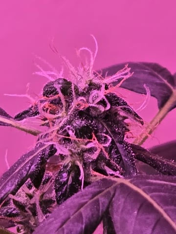 First time — flower, day 1