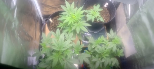 frst grow tent grow — vegetative, day 34