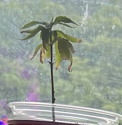Banjo Clones — vegetative, day 29