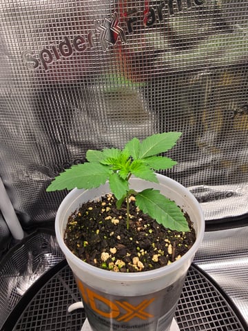 Northern lights #10 2nd plant (Selkies) — vegetative, day 13