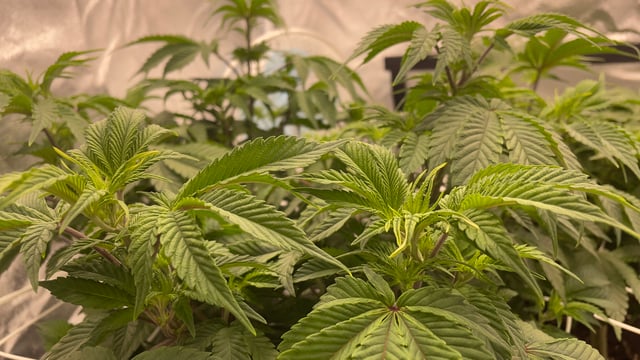 LSD feminized — flower, day 67