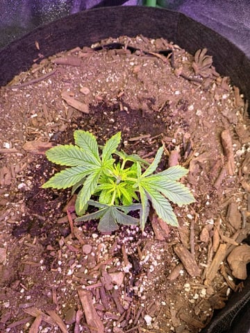 Purple Plum Perfect 💜 & 2 Grape Runtz 🍇 Mainlining garden.  — auto, day 81