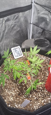 Hawaiian Haze  — vegetative, day 39