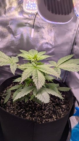 Trainwreck — vegetative, day 42