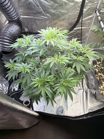 Humboldt, Hella Jelly. Jelly Donut  — flower, day 46