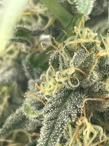 Royal Dwarf — flower, day 52